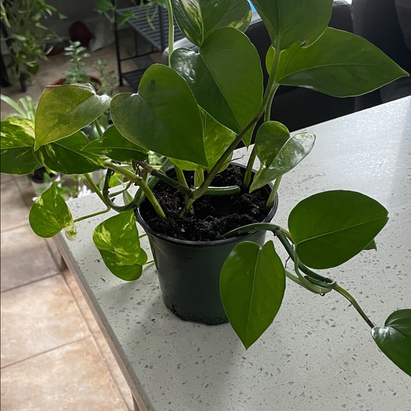 None Other - Green Potted Plant - Home Accents Decor